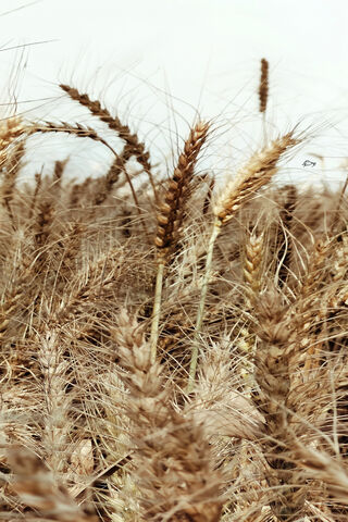 Golden Grains of Khorasan: Nature's Ancient Treasure 🌾✨