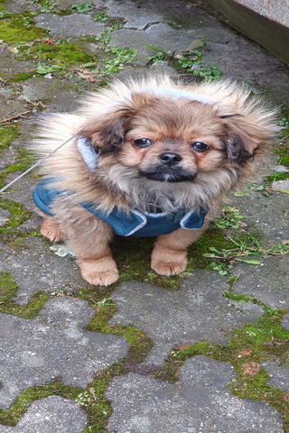Fluffy Companion: The Adorable Pup