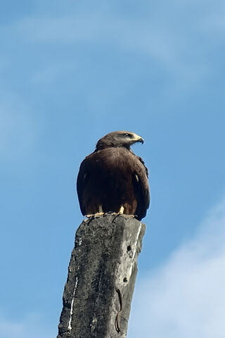 Dawn's Watcher: A Majestic Hawk