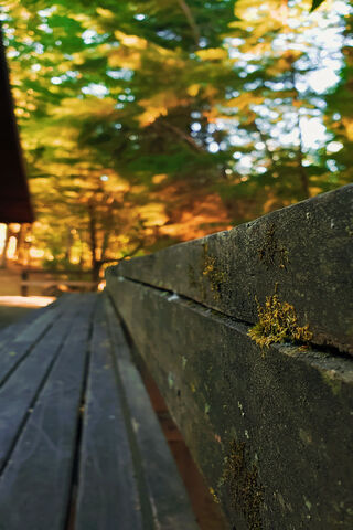 Whispers of the Forest 🌲✨