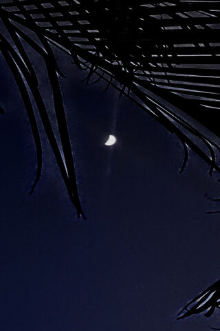 Noche: A Moonlit Serenade 🌙✨