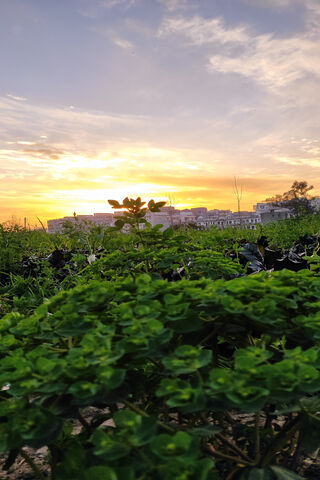 Sunset Serenity: Nature's Embrace 🌅🍃