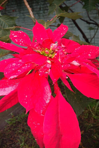 Nochebuena: The Festive Beauty of Christmas