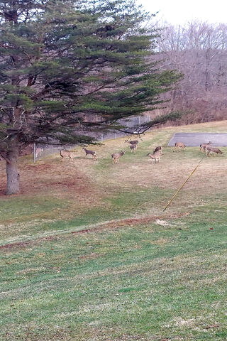 Nature's Gathering: A Serene Moment with Deer 🦌🌳
