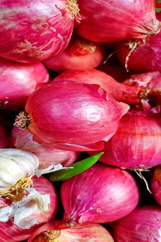The Vibrant World of Onions 🧅✨