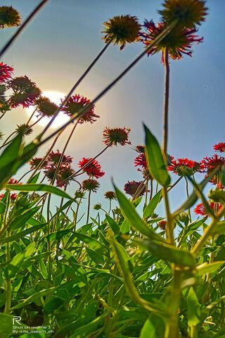 Osman Bey's Garden of Dreams 🌼☀️