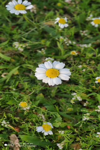 Papatya: The Charming Daisy Delight 🌼