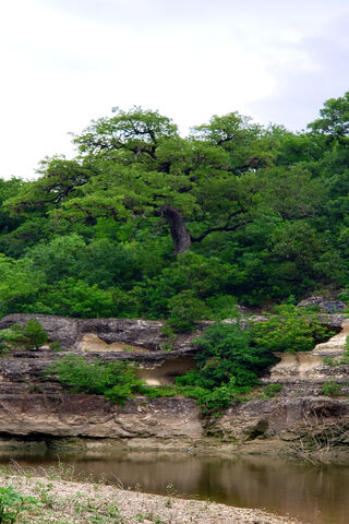 Nature's Embrace: A Serene Backside View