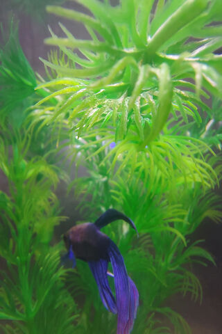 Underwater Wonders: The Dance of the Betta Fish 🌊🐟