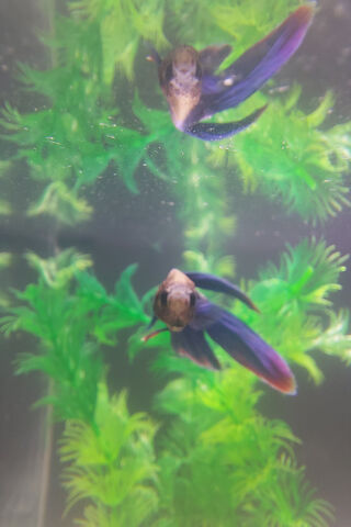 Underwater Wonders: The Dance of the Betta Fish 🌊🐟