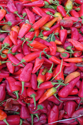 Spicy Delight: The Vibrant Red Mirchi 🌶️🔥