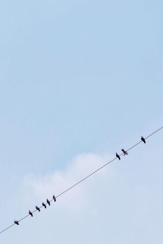 Resting Flock