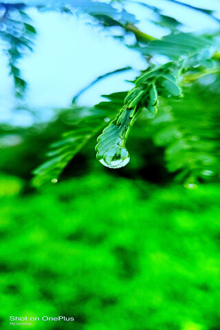 Nature's Crystal: A Drop of Life 🌿💧
