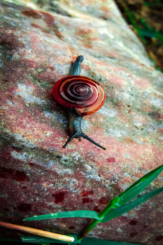 The Spiraled Wanderer 🐌✨
