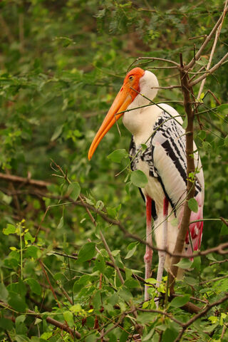 Sahil Photography
