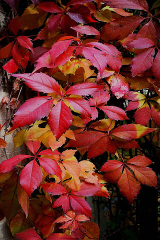 Autumn's Embrace 🍂