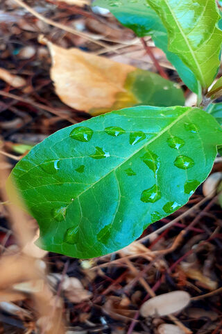 Verdant Drops: Nature's Refreshing Touch 🌿💧