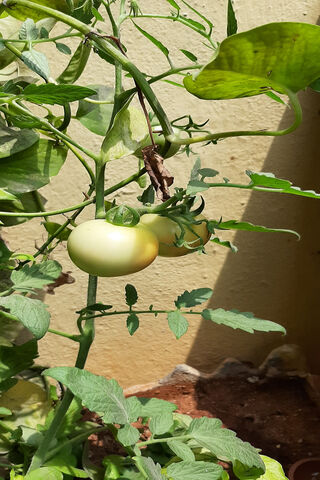 Growing Green: The Journey of Tomatoes 🍅🌱