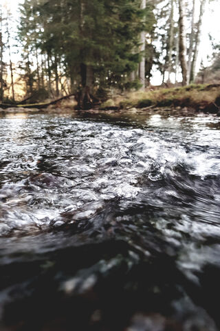 Whispers of the Wald: Nature's Serenity 🌲💧