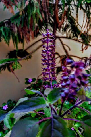 Whispers of the Pink Petal 🌸✨