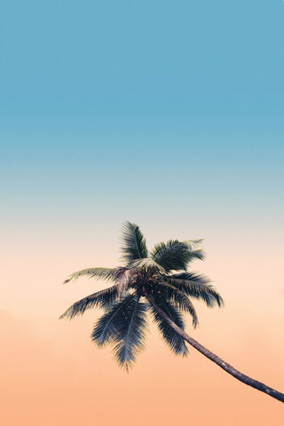 Tropical Serenity: A Sky of Dreams 🌴☁️
