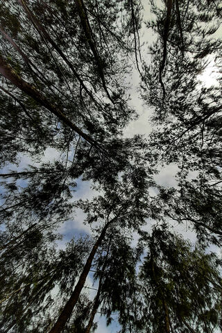 Nature's Canopy: A Serene Escape 🌲☁️