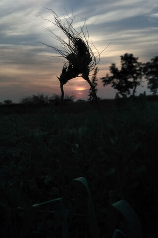 Whispers of the Evening Breeze 🌾🌅
