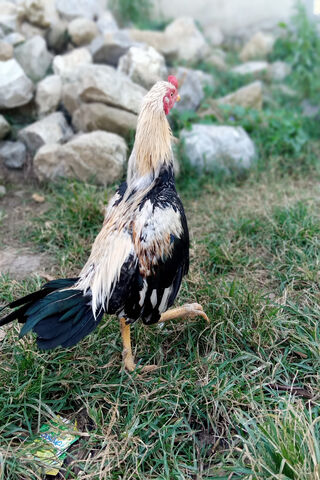 The Strut of Confidence 🐓✨