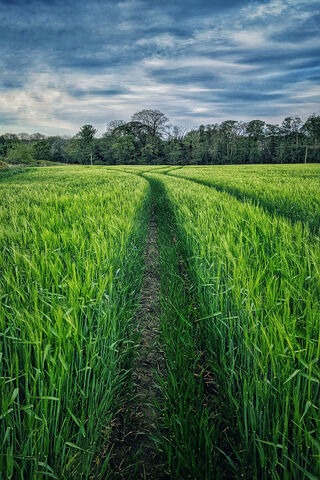 Barley's Path: A Journey Through Green Fields 🌾✨