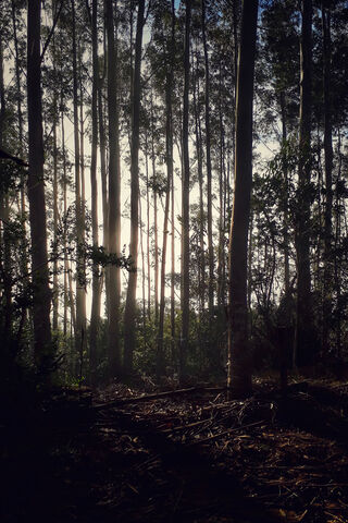 Whispers of the Bosque 🌲✨