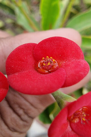 Charming Chini Gulab: Nature's Red Delight 🌹✨