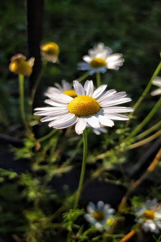 Daisy Warriors: Nature's Clonetroopers 🌼⚔️