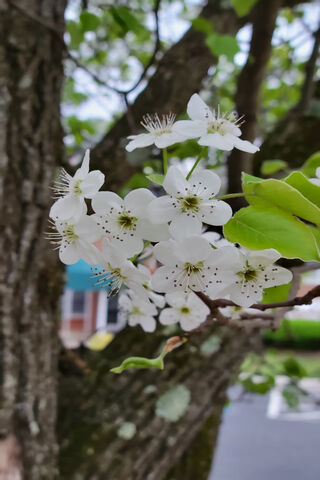 Cherry Blossoms USA