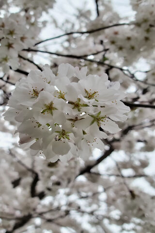 Cherry Blossoms VA