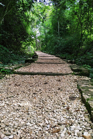 Journey Through the Green: The Camino Path 🌿✨