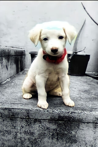 Dodge Viper: The Speedy Pup 🐾💨