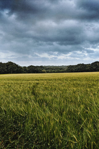 Serenity in the Fields 🌾☁️