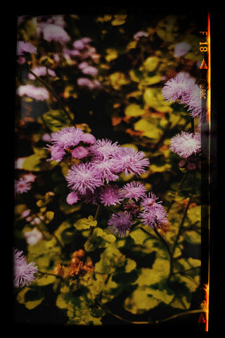 Whispers of Nature 🌸✨