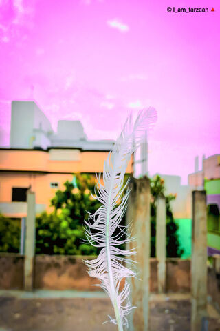 Feather