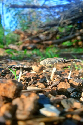 Glory of the Forest Floor 🍄✨