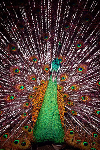 Green Emrald Peacock