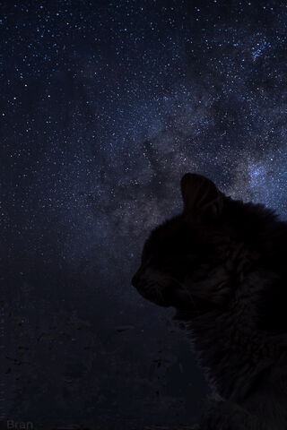 Cosmic Whiskers: A Journey Through Gato Galaxy 🌌🐾