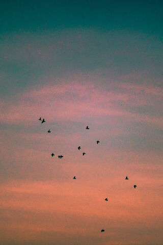 Soar Above Your Worries 🌅🕊️