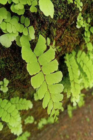 Lush Life: The Heart of Greenery in Kerala 🌿