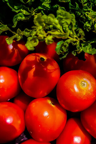 Fresh and Flavorful: The Essence of Juicy Tomatoes 🍅✨