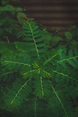 Nature's Star: The Lush Greenery