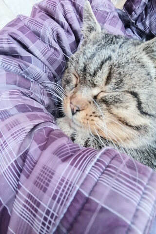 Cozy Moments with Kot 🐾💤