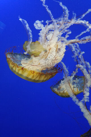 Lazio's Underwater Dance: The Grace of Jellyfish 🌊✨