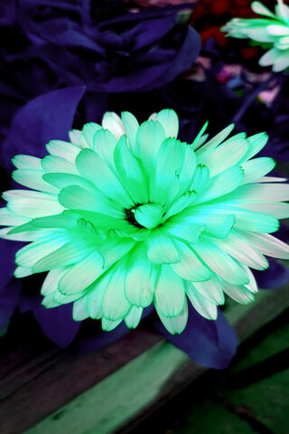 Glow of Nature: The Luminous Bloom 🌼✨