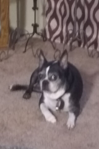 Lacoste: The Stylish Companion 🐾